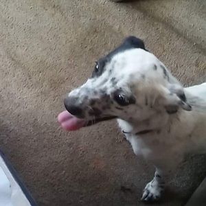 Meet your Posher, Rosa